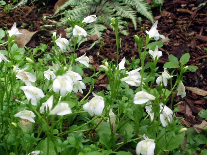 Mazus   White (Mazus reptans Alba)  