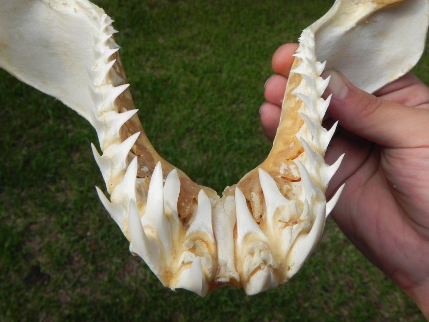 Modern Shortfin Mako Shark Jaw ABSOLUTELY ASTONISHING MODERN MAKO 