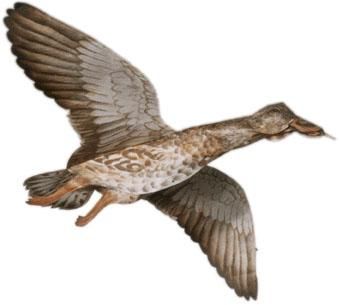 Jackite Assembled Mallard Hen Kite / Decoy 32 Wingspan  