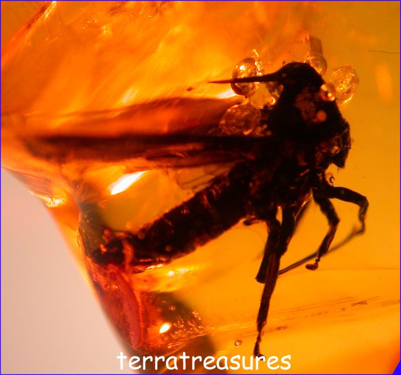 A101 DR8263 Super Rare Membracid in Dominican Amber  