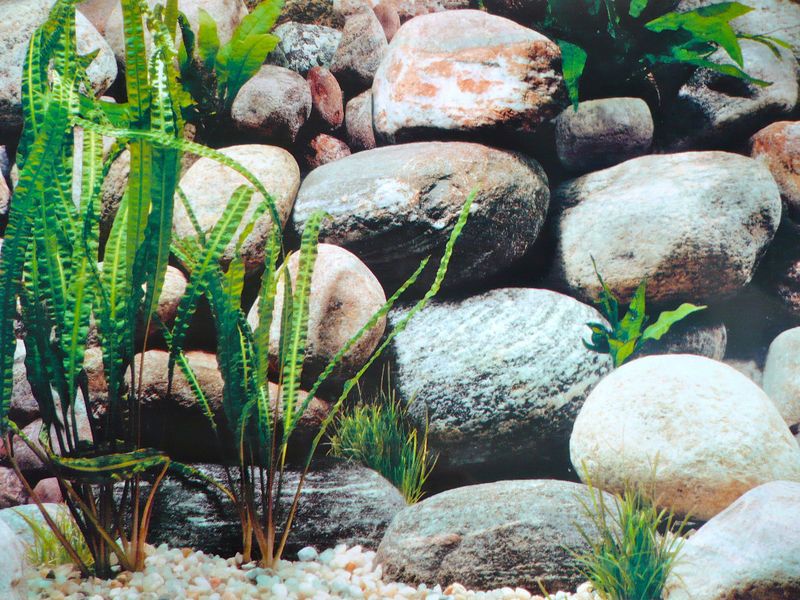 FISH TANK / TERRARIUM / TANK BACKING BACKGROUND NEW  