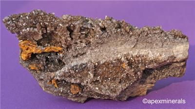 Alabama Petrified Wood Smoky Quartz Crystals Rare Loc.  