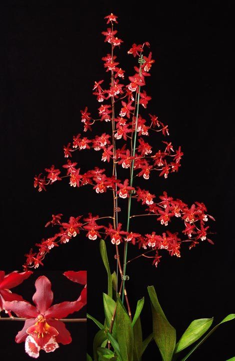 Oncidium Finial Fire Clown Blooming Size Orchid Plant, Shipped in 4 