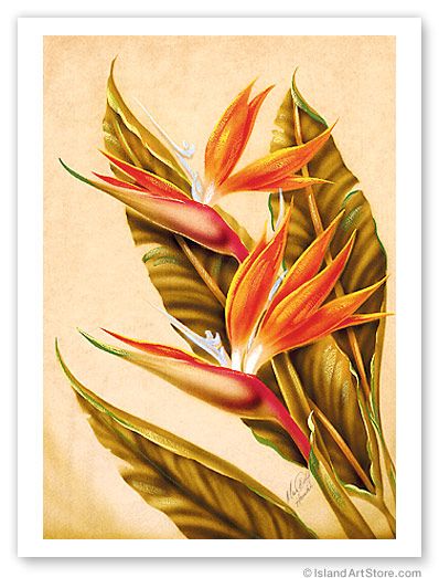 HAWAIIAN Vintage Art HAWAII Bird of Paradise Mundorff   