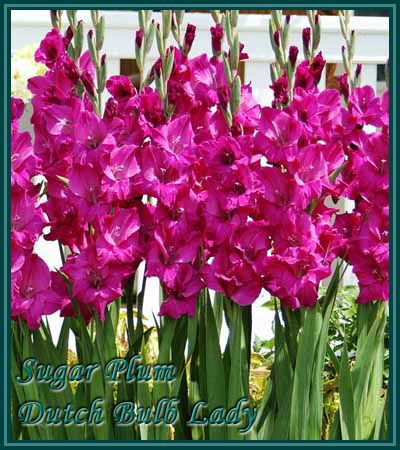 40 Gladiolus Corms ***53 Species Inside*** You Pick & Choose 