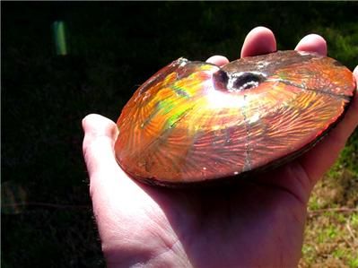 VENTA 5.5 de FOSSIL de la AMONITA de Placenticeras Meeki AMMOLITE