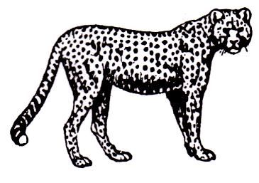 CHEETAH UM African rubber stamp #17  