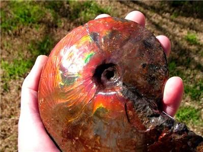 VENTA 5.5 de FOSSIL de la AMONITA de Placenticeras Meeki AMMOLITE