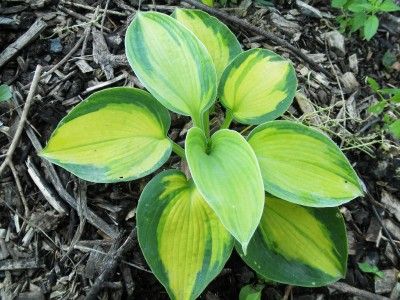 lot more blue this year the hosta is also a fairly decent size plant 