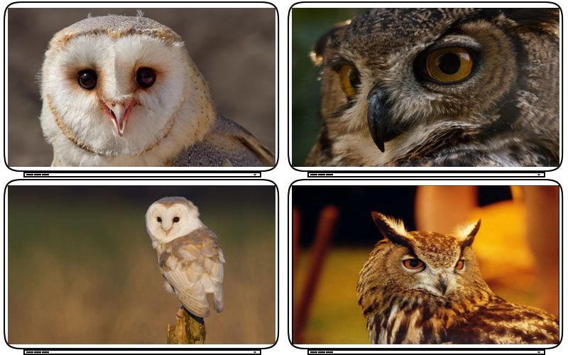 Wild Life Animals Owl Birds Laptop Netbook Skin Cover Sticker Decal 