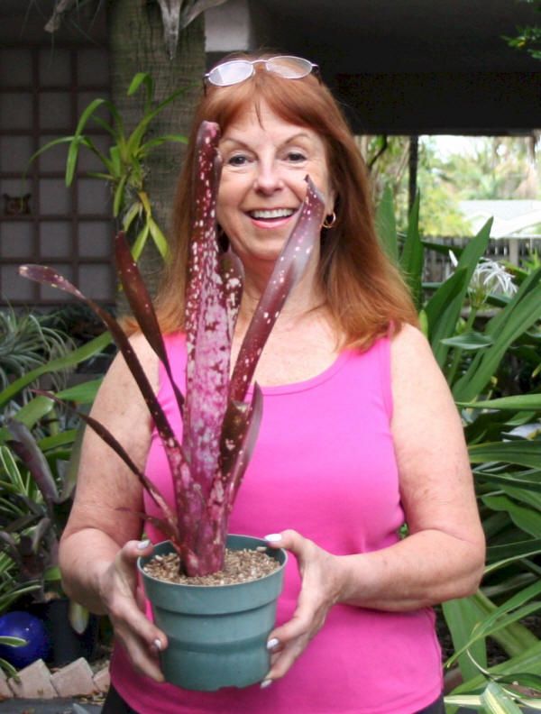 BROMELIAD Billbergia HALLELUJAH BEST PINK  