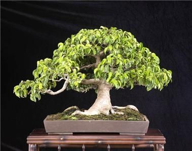 FICUS BENJAMINA Weeping Fig BONSAI SEEDS ES 7  