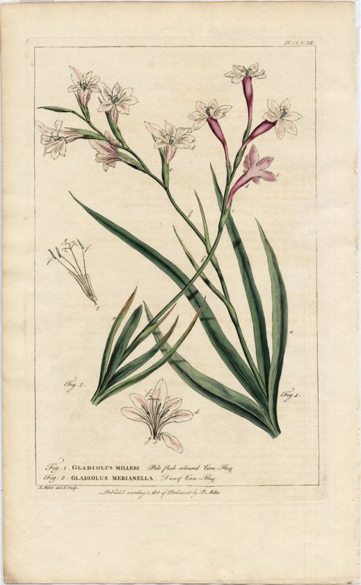1758 Antique Botanical Print by P Miller   Gladiolus  